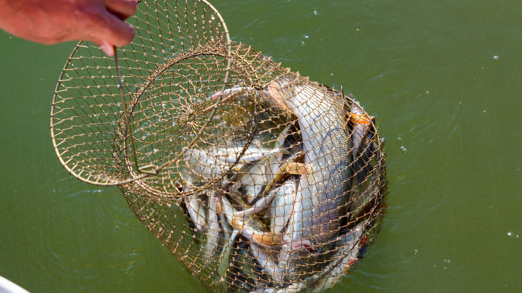 http://View%20of%20different%20freshwater%20fish%20caught%20in%20a%20net%20trap